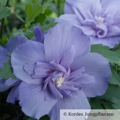 Garten-Hibiskus, Hibiscus Syriacus 'Blue Chiffon®', Blau-violett, 40-60 Cm Hoch, Topf 5 L -Madison Verkäufe 0410900481 Hibiscus Blue Chiffon 1 76687