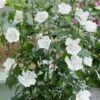 Säulen-Gartenhibiskus 'Flower Tower White®' Weiß, Höhe 40-60 Cm, Topf 5 L -Madison Verkäufe 0410900657 Hibiscus syr Flower Tower White Saeulenhibiscus weiss 1 119981