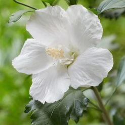 Säulen-Gartenhibiskus 'Flower Tower White®' Weiß, Höhe 40-60 Cm, Topf 5 L -Madison Verkäufe 0410900657 Hibiscus syr Flower Tower White Saeulenhibiscus weiss 2 119983