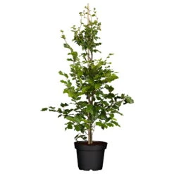 Rotbuche (Fagus Sylvatica), 30er-Set, Höhe 80-100 Cm, Topf 5 L 9 Rotbuche (Fagus Sylvatica), 30er-Set, Höhe 80-100 Cm, Topf 5 L -Madison Verkäufe 0410940081 Fagus sylvatica2 85603