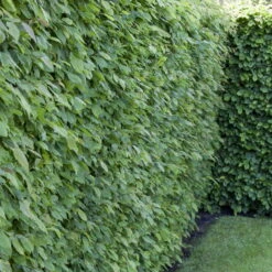 Rotbuche (Fagus Sylvatica), 30er-Set, Höhe 80-100 Cm, Topf 5 L