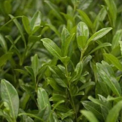 Aufrechter Kirschlorbeer 'Herbergii', 2er-Set, Höhe 60-80 Cm, Topf Je 7 Liter