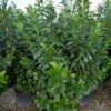 Kirschlorbeer 'Novita', 25er-Set, Höhe 60-80 Cm, Topf Je 7 Liter -Madison Verkäufe 0410950493 Prunus laur Novita 060 080 Co 7lt WEB 39484