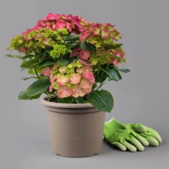 Kölle Gartenhortensie Ball Rot, 4/5 Liter Topf -Madison Verkäufe 0415100309 hydrangea mac ball rot 1 125077