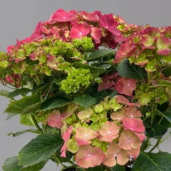 Kölle Gartenhortensie Ball Rot, 4/5 Liter Topf -Madison Verkäufe 0415100309 hydrangea mac ball rot 125076