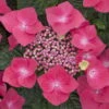 Kölle Tellerhortensie, Hydrangea Macropylla, Rot, Im 5 Lt. Topf 2 Kölle Tellerhortensie, Hydrangea Macropylla, Rot, Im 5 Lt. Topf -Madison Verkäufe 0415100311 Koelle Hydrangea mac Teller rot Co 5lt farbezeigend 59933