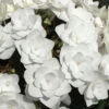 Tellerhortensie Hydrangea Macrophylla 'Wedding Gown'®, Weiß, Topf 23cm Ø -Madison Verkäufe 0415100507 Hydrangea mac Wedding Gown 23er Topf weiss 1 60517