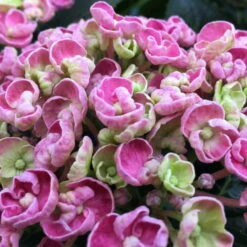 Gartenhortensie 'Curly Wurly®' Rosa, 23 Cm Topf -Madison Verkäufe 0415100537 Hydrangea mac Curly Wurly rosa 1 60518