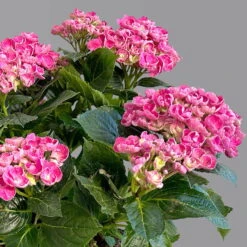 Gartenhortensie 'Curly Wurly®' Rosa, 23 Cm Topf -Madison Verkäufe 0415100537 hydrangea mac cvurly wurly rosa 2 125084