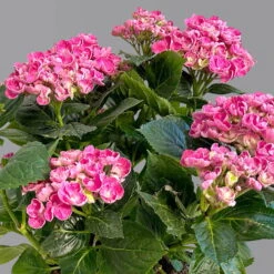 Gartenhortensie 'Curly Wurly®' Rosa, 23 Cm Topf -Madison Verkäufe 0415100537 hydrangea mac cvurly wurly rosa 7 125083