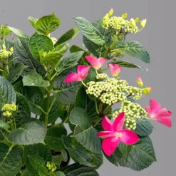 Kölle Tellerhortensie, Hydrangea Macropylla, Rot, Im 5 Lt. Topf -Madison Verkäufe 0415100671 hydrangea mac teller rot 4 125091