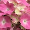 Öfterblühende Gartenhortensie Forever&Ever® Rosa, 5 Liter Topf -Madison Verkäufe 0415200041 Hydrangea mac ForeverandEver rosa beschnitten 1 59946