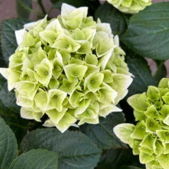 Öfterblühende Gartenhortensie Forever&Ever® Weiß, 5 Liter Topf 10 Öfterblühende Gartenhortensie Forever&Ever® Weiß, 5 Liter Topf -Madison Verkäufe 0415200061 hydrangea forever ever weiss 8 124611