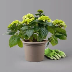 Öfterblühende Gartenhortensie Forever&Ever® Weiß, 5 Liter Topf 11 Öfterblühende Gartenhortensie Forever&Ever® Weiß, 5 Liter Topf -Madison Verkäufe 0415200061 hydrangea forever ever weiss t 125101