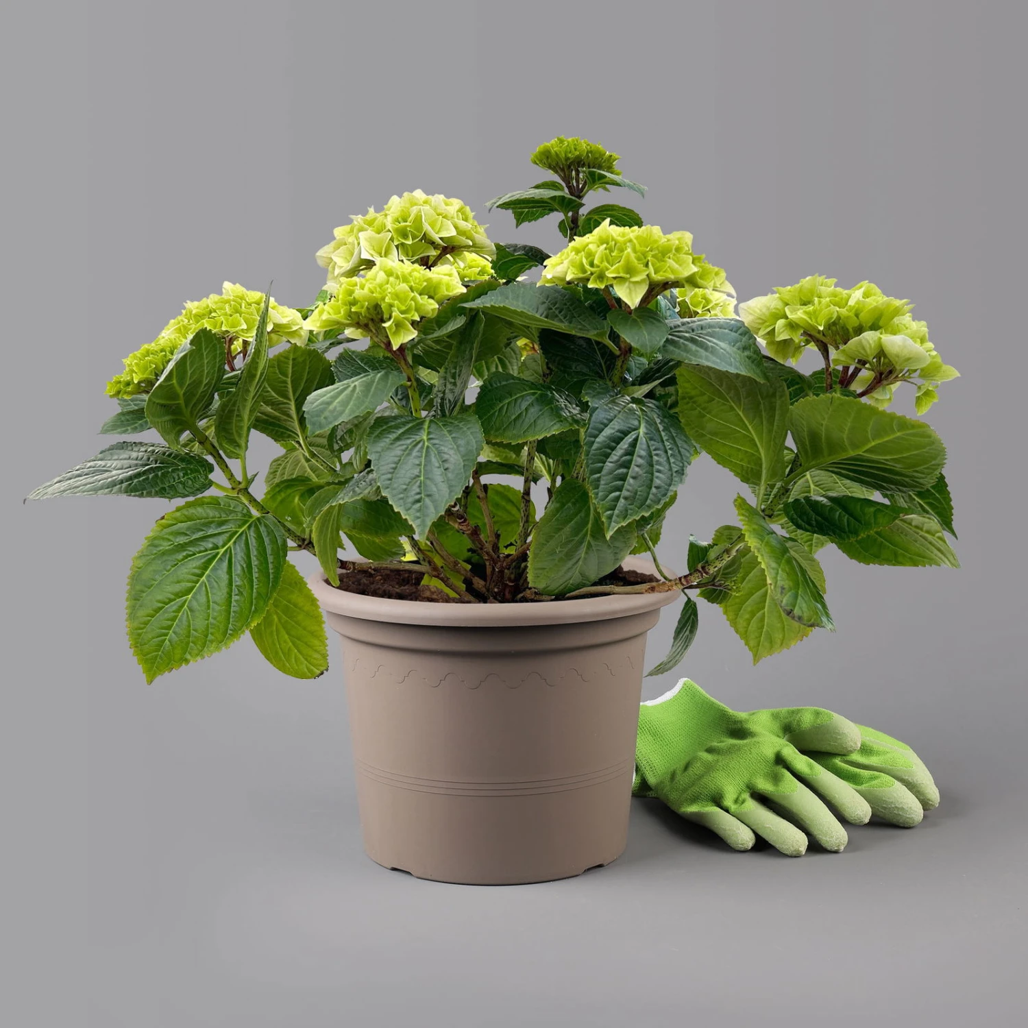 Öfterblühende Gartenhortensie Forever&Ever® Weiß, 5 Liter Topf 5 Öfterblühende Gartenhortensie Forever&Ever® Weiß, 5 Liter Topf – Bild 3