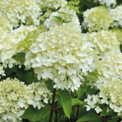 Rispenhortensien-Kollektion 'Weiss' (Hydrangea Paniculata), 3er-Set, Topf 4,6 L -Madison Verkäufe 0415300054 Rispenhortensie Hydrangea limelight 5lt 01 49435