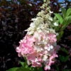 Rispenhortensie 'Pinky Winky'® DVP PinkyⓈ, 3er-Set, Höhe 40-60 Cm Topf 5 L -Madison Verkäufe 0415300075 KB Hydrangea pan Pinky Winky 0460 060 Co 5 l 49259