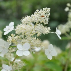 Kölle's Beste Rispen-Hortensie 'Kyushu' (Hydrangea Paniculuata 'Kyushu') Im 5 Lt. Topf -Madison Verkäufe 0415300076 KB Hydrangea pan Kyushu 1 83520