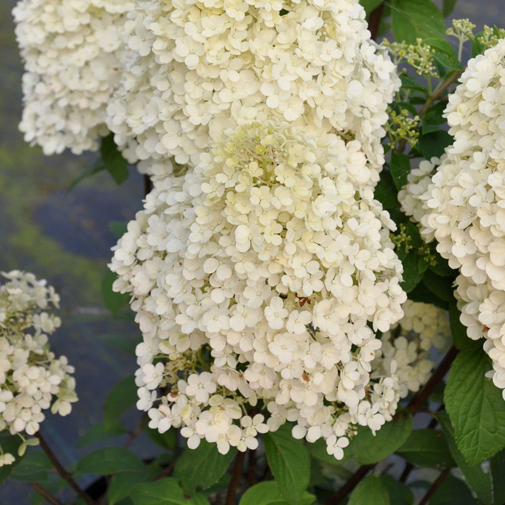 Rispenhortensien-Kollektion 'Weiss' (Hydrangea Paniculata), 3er-Set, Topf 4,6 L – Bild 3