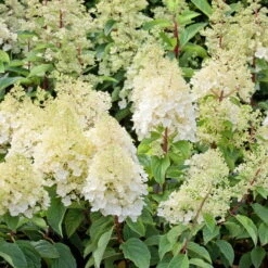 Rispenhortensien-Kollektion 'Weiss' (Hydrangea Paniculata), 3er-Set, Topf 4,6 L -Madison Verkäufe 0415300388 Gartenhortensien WEISS 3er Set 98761