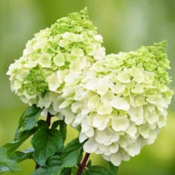 Rispenhortensien-Kollektion 'Weiss' (Hydrangea Paniculata), 3er-Set, Topf 4,6 L -Madison Verkäufe 0415300388 Gartenhortensien WEISS Hydrangea paniculata Polar Bear 101076