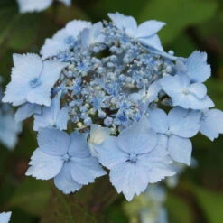 Japanische Berg-Hortensien 'Blue Deckle' & 'Blue Bird', 2er-Set, Topf 4 Liter -Madison Verkäufe 0415500167 Hydrangea serrata Blue Deckle Blue Bird 1 104397