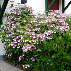 Japanische Berg-Hortensien 'Blue Deckle' & 'Blue Bird', 2er-Set, Topf 4 Liter -Madison Verkäufe 0415500167 Hydrangea serrata Blue Deckle Blue Bird 2 104398