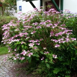 Japanische Berg-Hortensien 'Blue Deckle' & 'Blue Bird', 2er-Set, Topf 4 Liter -Madison Verkäufe 0415500167 Hydrangea serrata Blue Deckle Blue Bird 3 104399