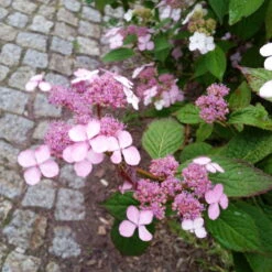 Japanische Berg-Hortensien 'Blue Deckle' & 'Blue Bird', 2er-Set, Topf 4 Liter -Madison Verkäufe 0415500167 Hydrangea serrata Blue Deckle Blue Bird 4 104400