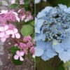 Japanische Berg-Hortensien 'Blue Deckle' & 'Blue Bird', 2er-Set, Topf 4 Liter 1 Japanische Berg-Hortensien 'Blue Deckle' & 'Blue Bird', 2er-Set, Topf 4 Liter -Madison Verkäufe 0415500167 Hydrangea serrata Blue Deckle Blue Bird 104396