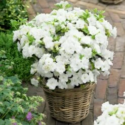 Japanische Azaleen, 3er-Set, Topf Je 5 Liter -Madison Verkäufe 0420100475 Kollektion Azalea japonica 2 1 60508