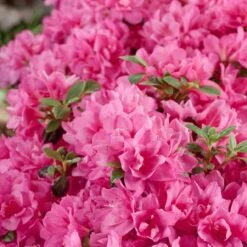 Japanische Azaleen, 3er-Set, Topf Je 5 Liter -Madison Verkäufe 0420100475 Kollektion Azalea japonica 3 1 60507