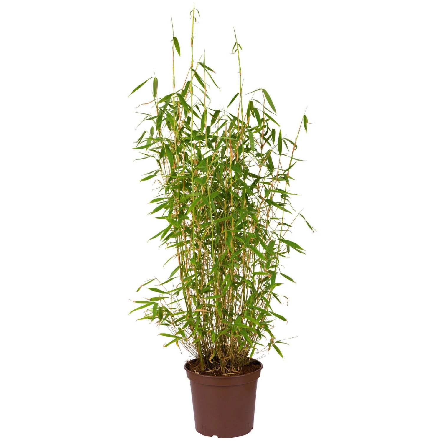 Bambus Fargesia 'Jumbo', 2er-Set, Höhe 60-80 Cm, Topf 7,5 Liter 4 Bambus Fargesia 'Jumbo', 2er-Set, Höhe 60-80 Cm, Topf 7,5 Liter – Bild 2