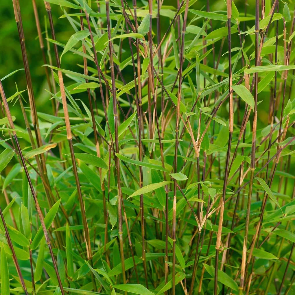 Bambus-Hecken-Set Fargesia 'Volcano', 15er-Set, Höhe 80-100 Cm, Topf 10 Liter 3 Bambus-Hecken-Set Fargesia 'Volcano', 15er-Set, Höhe 80-100 Cm, Topf 10 Liter
