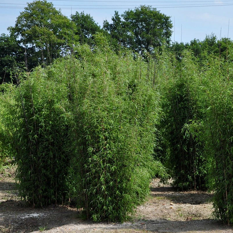 Bambus-Fargesia Jiuzhaigou 1, Höhe 80-100 Cm, Im 7,5 Liter Topf – Bild 3