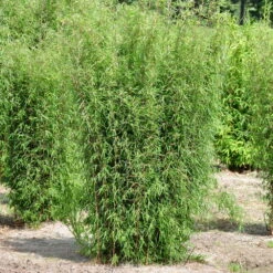 Mein Bambusgarten, 10er-Set, Immergrün, Höhe Ca. 80 Cm, Topf 7,5/10 Liter -Madison Verkäufe 0425100161 Bambus Kollektion Jiuhaigou 80 100 7 5l Topf 48722