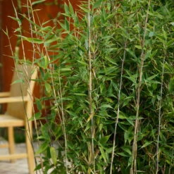 Mein Bambusgarten, 10er-Set, Immergrün, Höhe Ca. 80 Cm, Topf 7,5/10 Liter -Madison Verkäufe 0425100174 Bambus Kollektion Blue Lizard 2er Set 80 100 Co 15l Web 01 49939