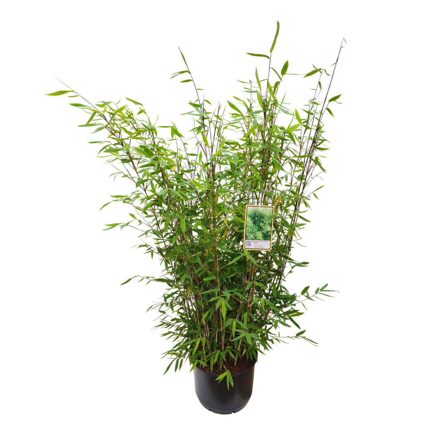 Gartenbambus 'Winter Joy', 20er-Set, Topf 10 Liter 4 Gartenbambus 'Winter Joy', 20er-Set, Topf 10 Liter – Bild 2