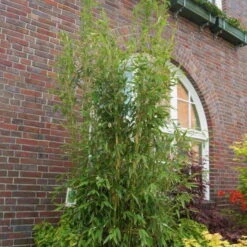 Mein Bambusgarten, 10er-Set, Immergrün, Höhe Ca. 80 Cm, Topf 7,5/10 Liter -Madison Verkäufe 0425100350 Fargesia mur Maasai 103957 1