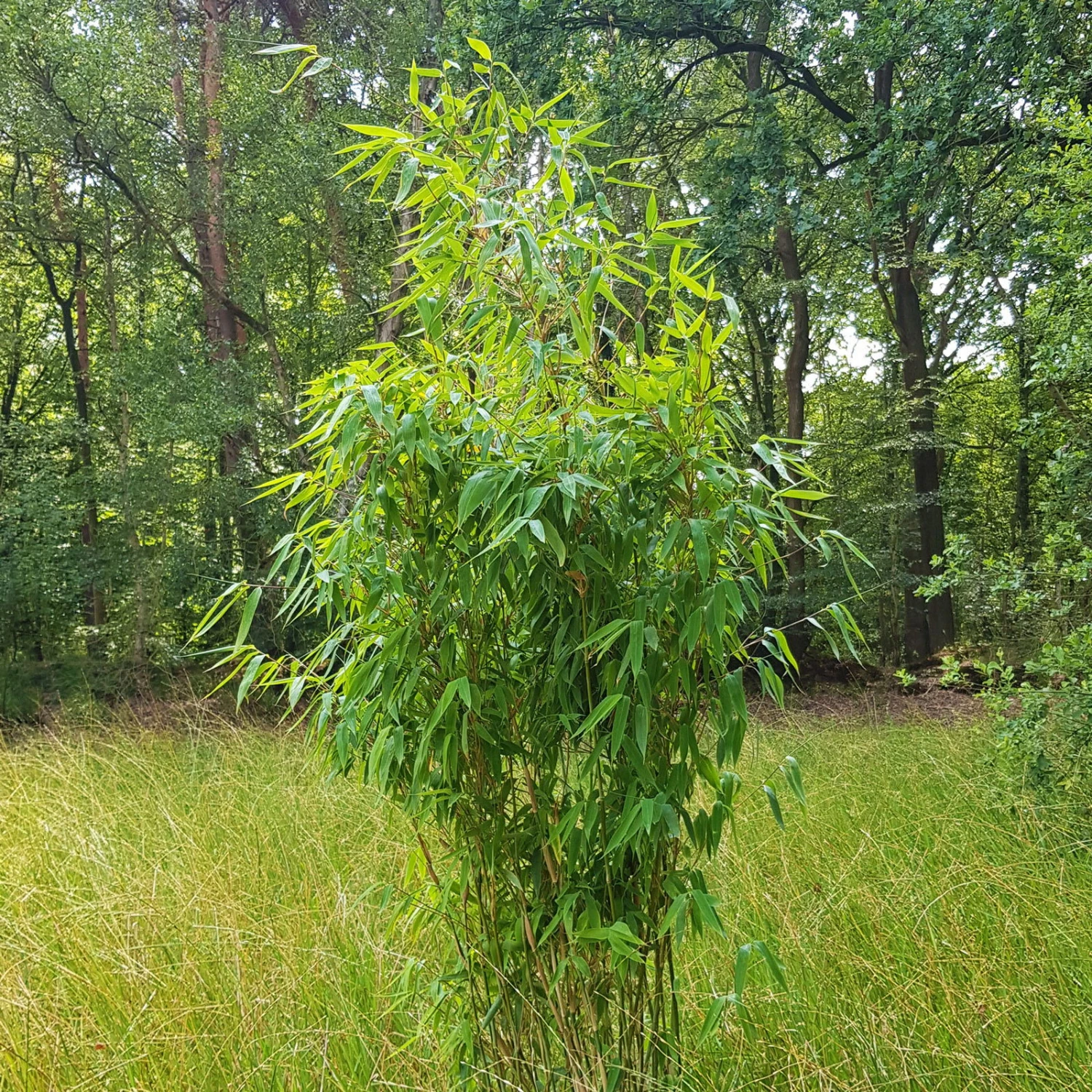 Elfenbein-Bambus 'Ivory Ibis'® (Japo 55' EU-S), 2er-Set, Höhe 80-100 Cm 5 Elfenbein-Bambus 'Ivory Ibis'® (Japo 55' EU-S), 2er-Set, Höhe 80-100 Cm – Bild 3