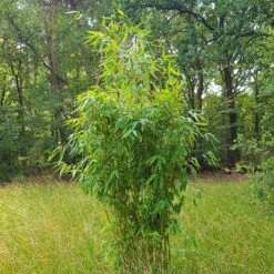 Elfenbein-Bambus 'Ivory Ibis'® (Japo 55' EU-S), 15er-Set, Höhe 100-125 Cm -Madison Verkäufe 0425100383 0425100384 Fargesia Ivory Ibis 080100 WEB 2 94511 5