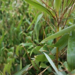 Elfenbein-Bambus 'Ivory Ibis'® (Japo 55' EU-S), 15er-Set, Höhe 100-125 Cm -Madison Verkäufe 0425100383 0425100384 Fargesia Ivory Ibis 080100 WEB 4 94514 5