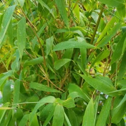 Mein Bambusgarten, 10er-Set, Immergrün, Höhe Ca. 80 Cm, Topf 7,5/10 Liter -Madison Verkäufe 0425100383 0425100384 Fargesia Ivory Ibis 080100 WEB 6 94512