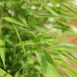 Bambus 'Lolliloops'(S), 2er-Set, Topf 5 Liter -Madison Verkäufe 0425100442 Fargesia mur Lolliloops 2er Set 3 104791