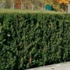 Heckeneibe Taxus Baccata 'Westerstede', 2er-Set, Höhe 50-60 Cm, Topf 5 Liter -Madison Verkäufe 0430106932 35 0430350345 347 Taxus bacc Westerstede NEU 66692 2