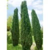 Grüne-Säuleneibe, Taxus Baccata 'Fastigiata Robusta', 4er-Set, Topf 3 Liter -Madison Verkäufe 0430106951 0430106952 0430106953 0430106954 0430106955 Taxus bacc Fastigiata Robusta1 62986
