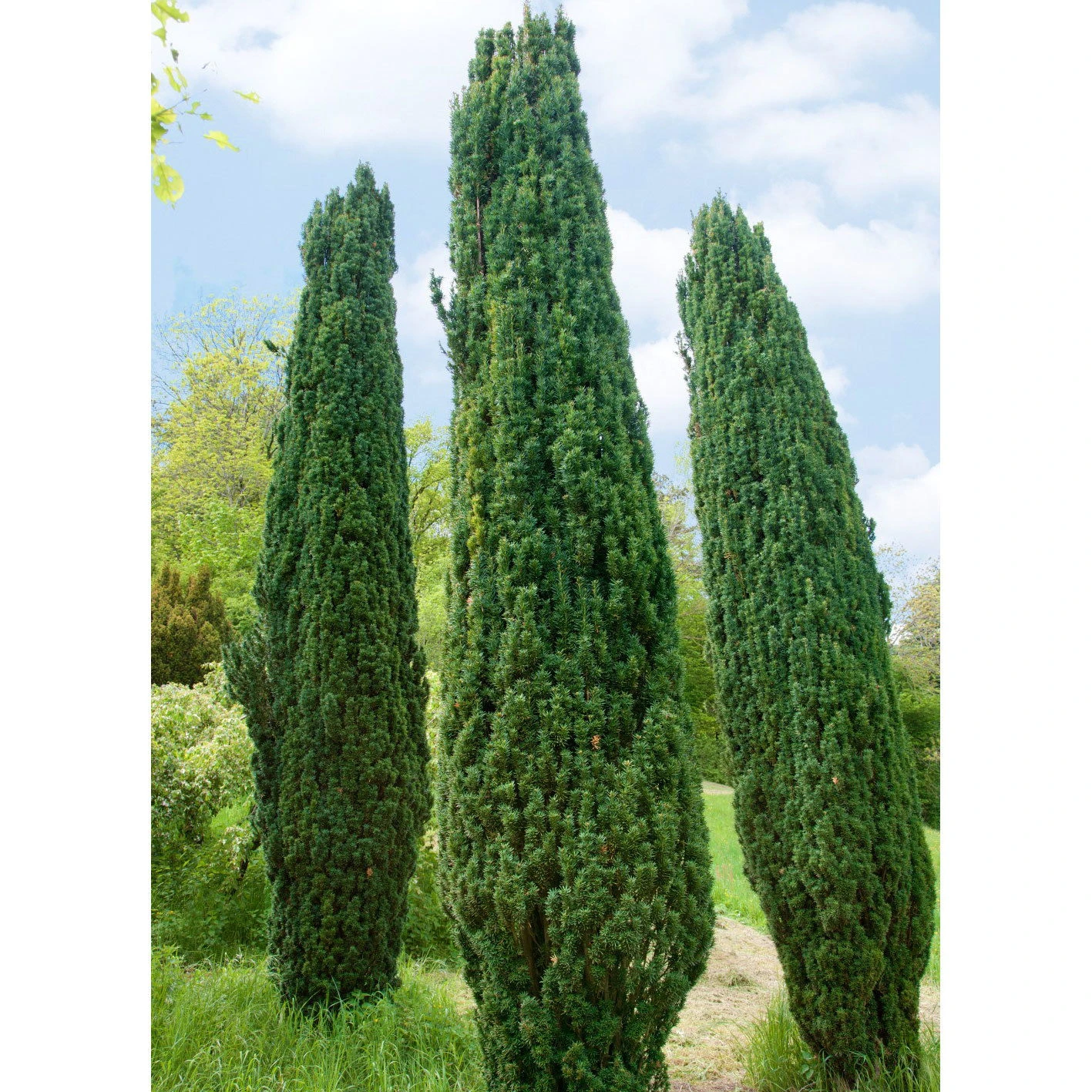 Grüne-Säuleneibe, Taxus Baccata 'Fastigiata Robusta', 4er-Set, Topf 3 Liter 3 Grüne-Säuleneibe, Taxus Baccata 'Fastigiata Robusta', 4er-Set, Topf 3 Liter