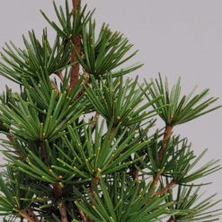 Japanische Schirmtanne 'Beauty Green', Höhe 30-40 Cm, Topf 5 Liter -Madison Verkäufe 0430107625 sciadopitys vert. beauty green 2 1 117693