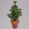 Japanische Schirmtanne 'Beauty Green', Höhe 30-40 Cm, Topf 5 Liter -Madison Verkäufe 0430107625 sciadopitys vert. beauty green 2 117692