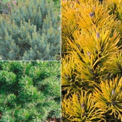 Gehölz-Set Kieferveredelungen Kompakt, 3 Pflanzen Im Set